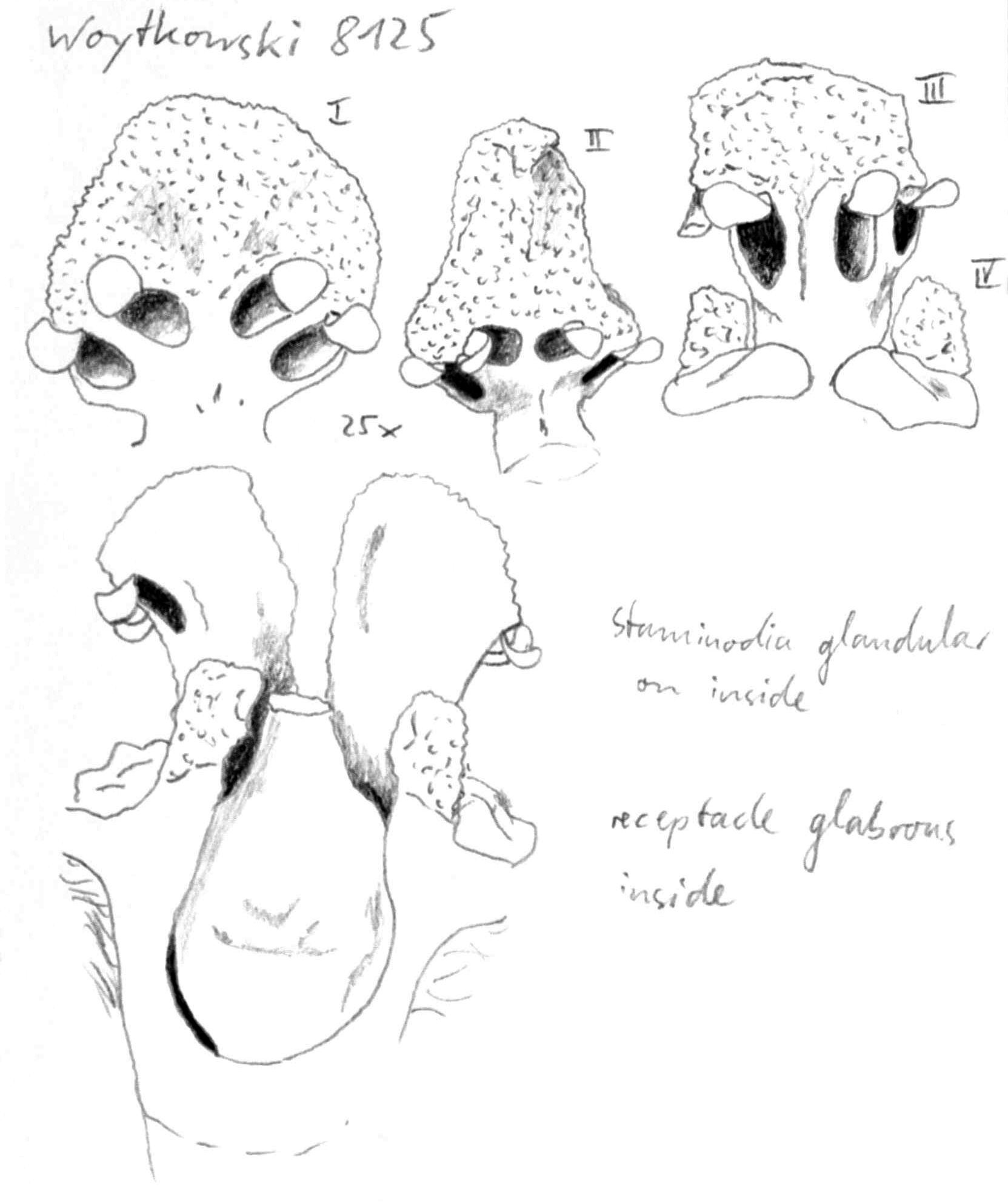 preview Nectandra lineatifolia (Ruiz & Pav.) Mez